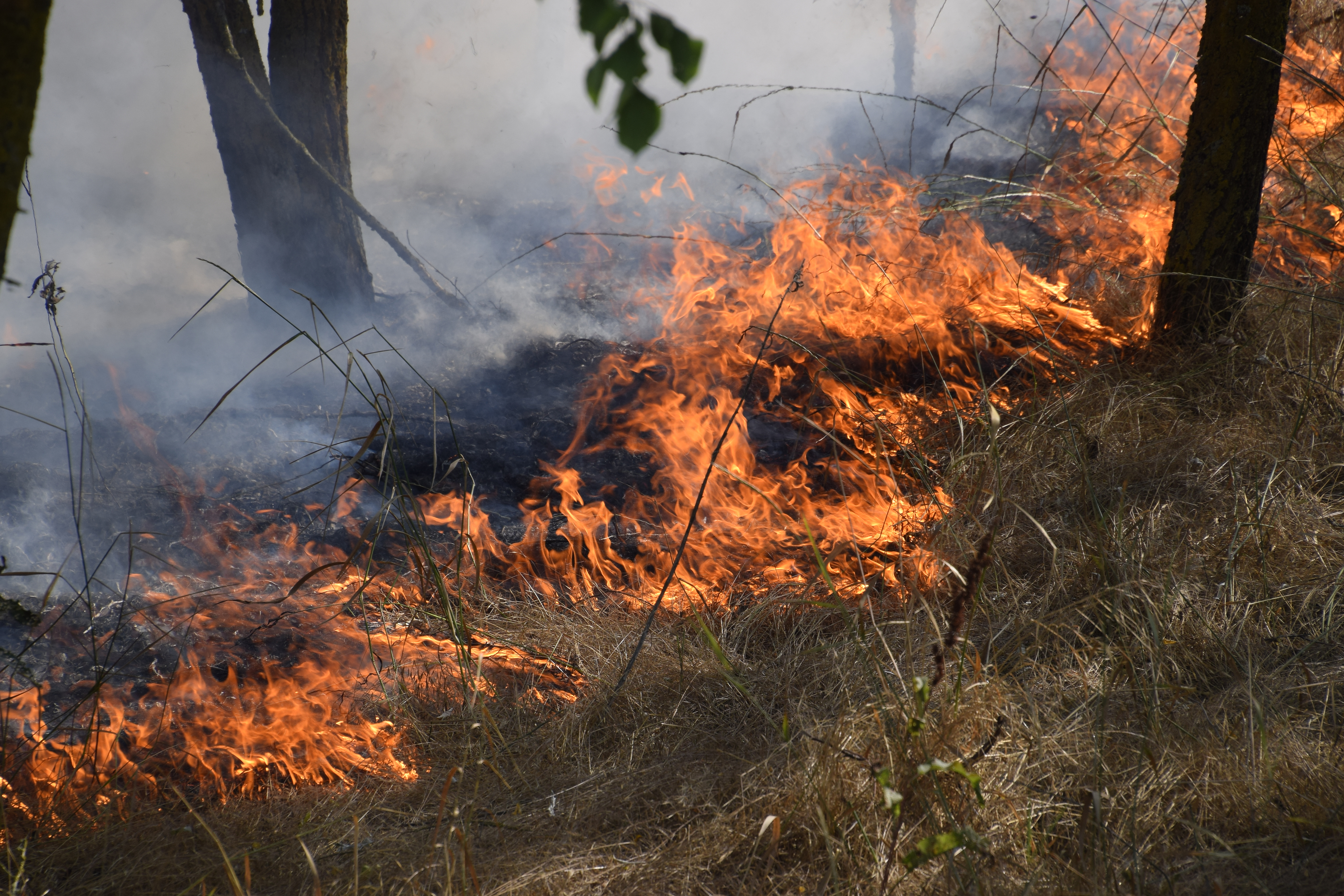 Aboriginal Fire Management: What is Cool Burning?